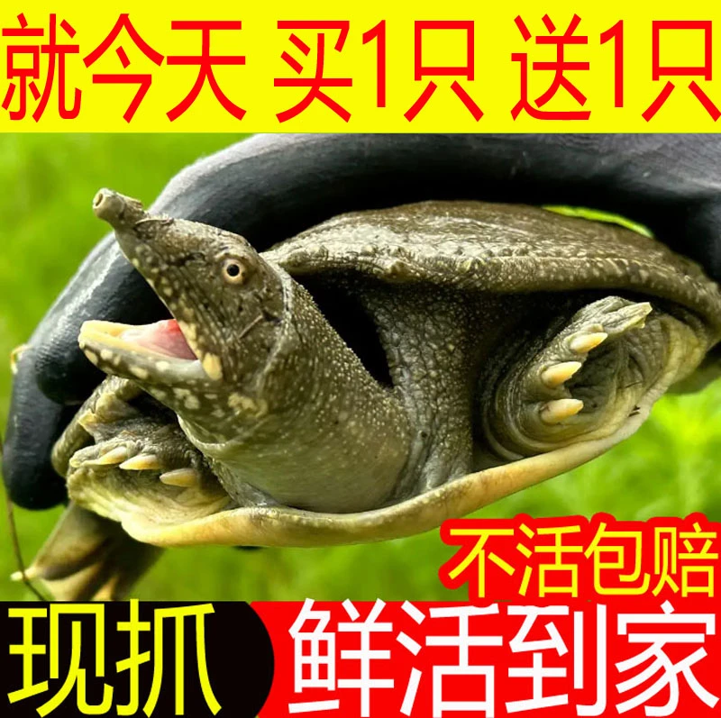 【就今天 买1只 送1只】鲜活食用大甲鱼活体新鲜水产品王八团鱼水鱼