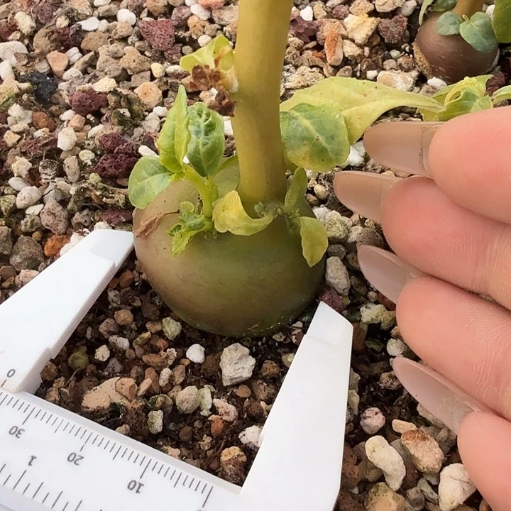 多肉植物飞碟流桑3.7cm