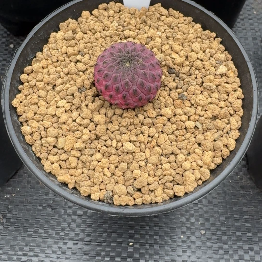 王***琳仙人球一物一拍紫丽丸
