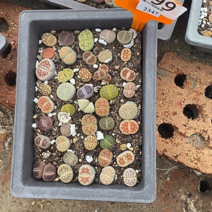梨***、生石花的季节是最599