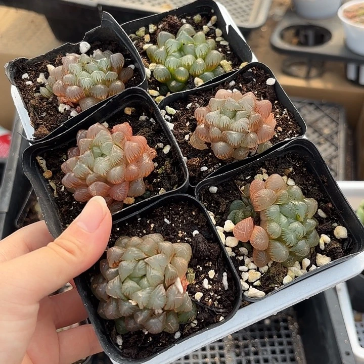 小姬玉露随机6盆一组发货