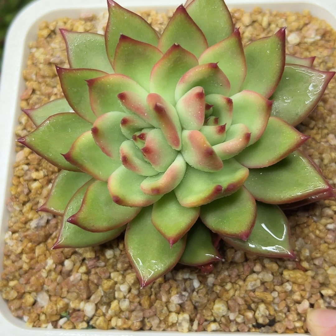 多肉植物一物一拍049