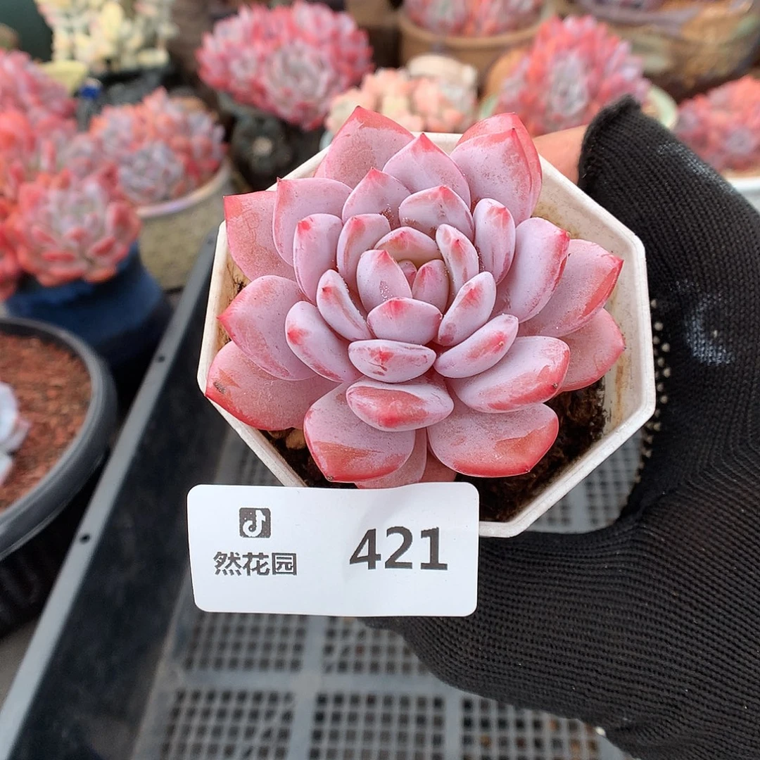 421星星橙多肉植物6666