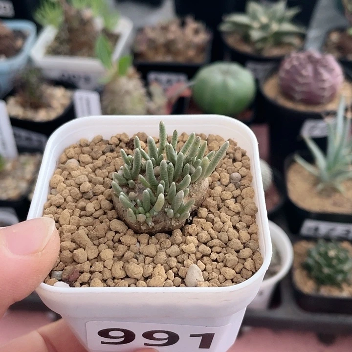 991韧锦块根植物，