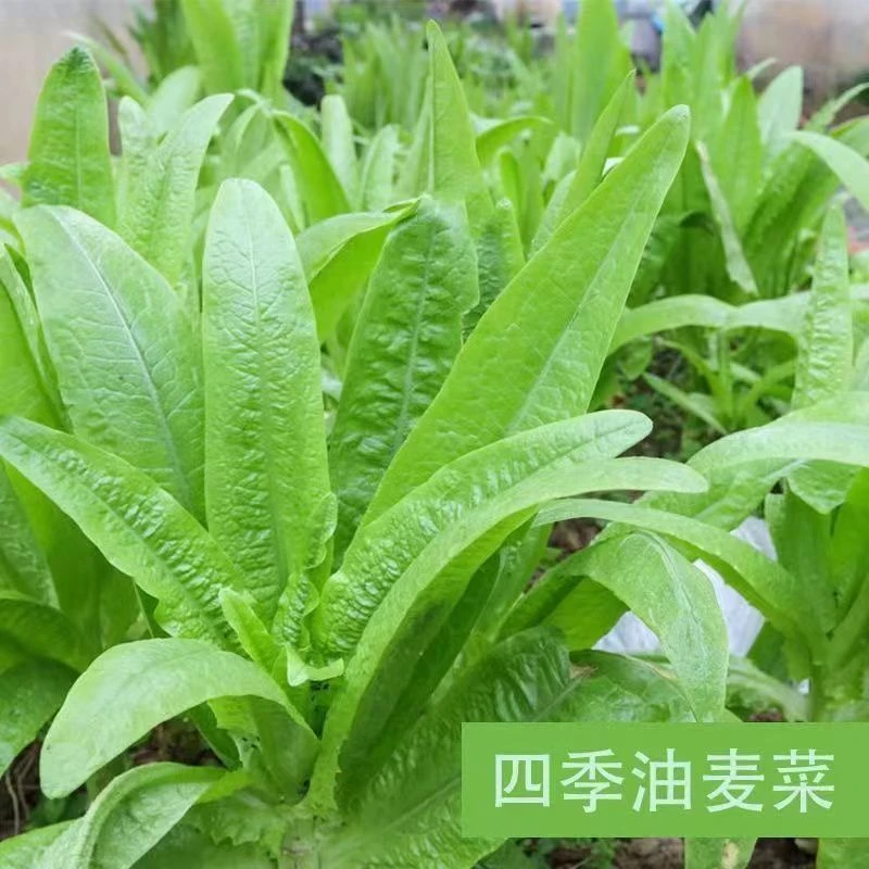大叶油麦菜种子耐热四季农家阳台盆栽油麦菜蔬菜种籽
