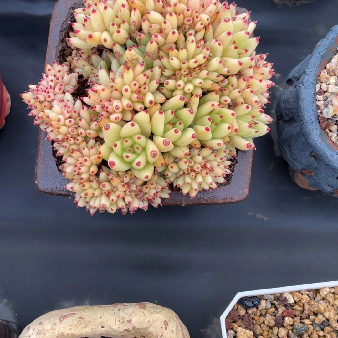 梦露杂黄透老桩群