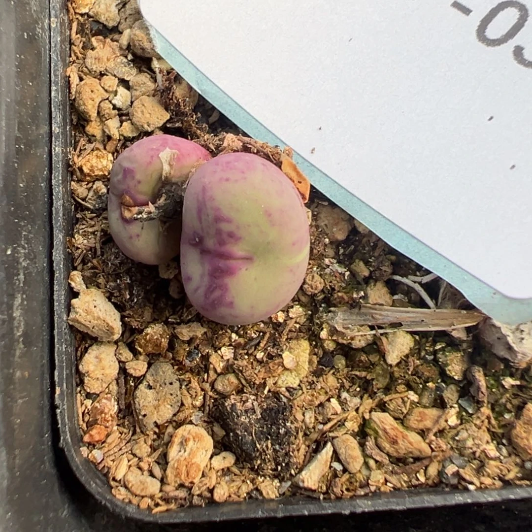 17-32肉锥多肉植物，