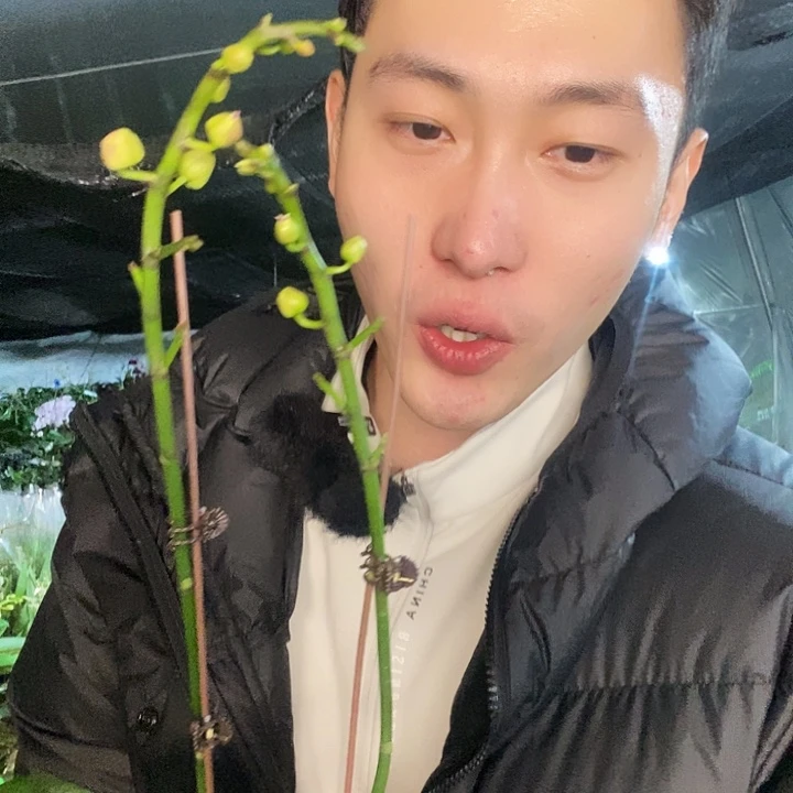 无花朵风铃蝴蝶兰