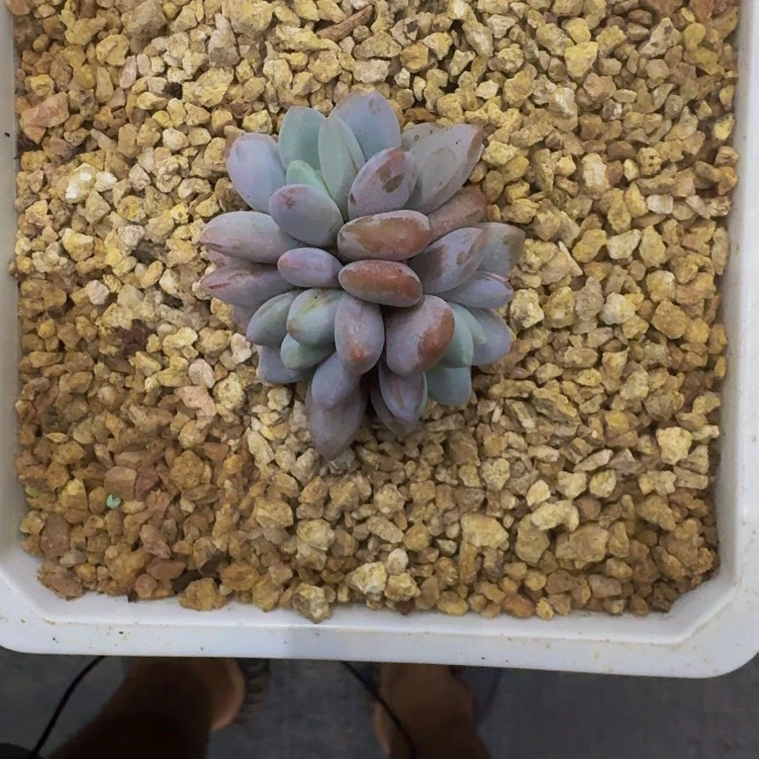 橙龙 群生 一物一拍