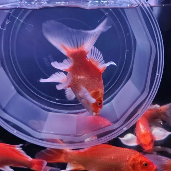 海水鱼红色球体蝴蝶鲤