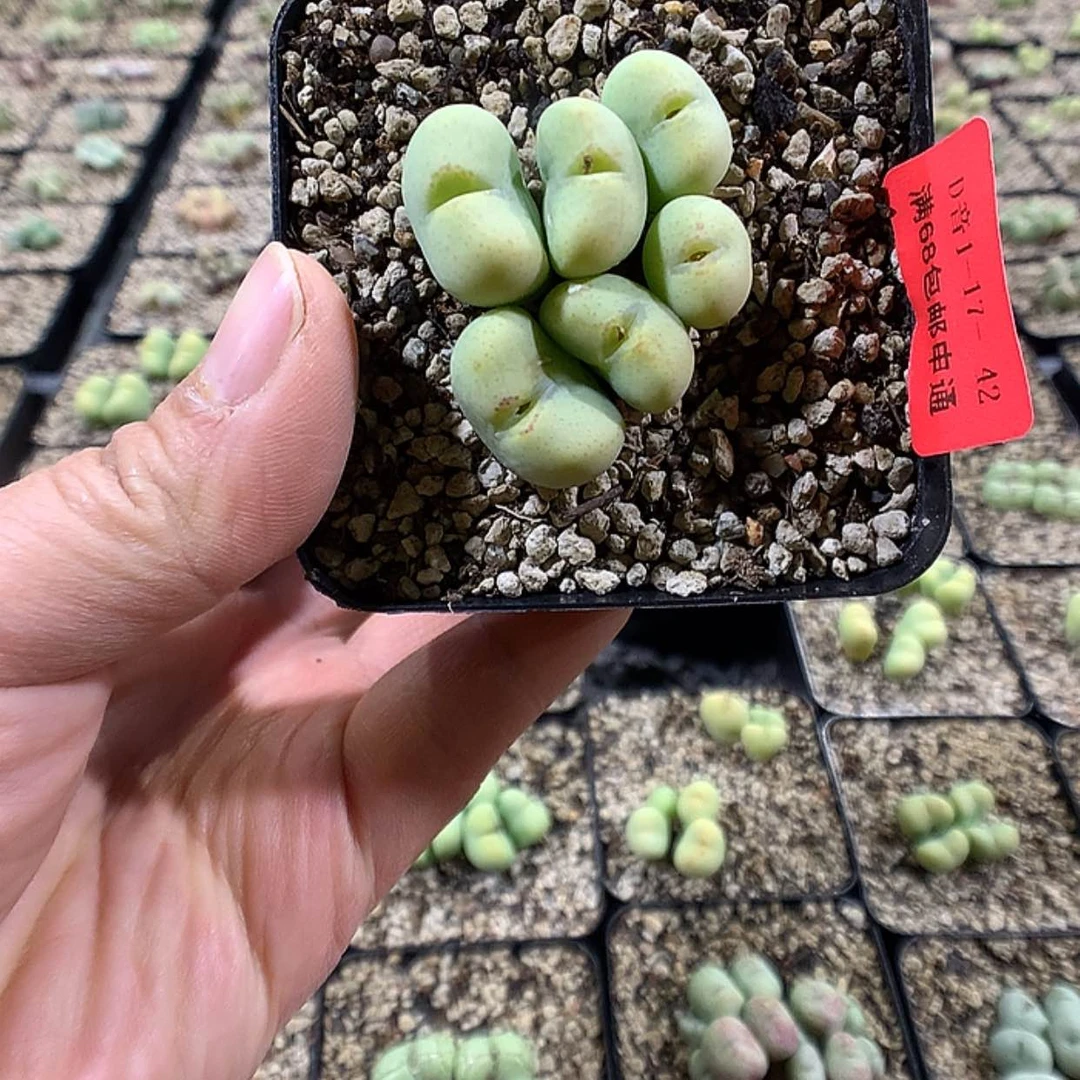 【闪购商品】1-17-42富士衣多肉一群特 20