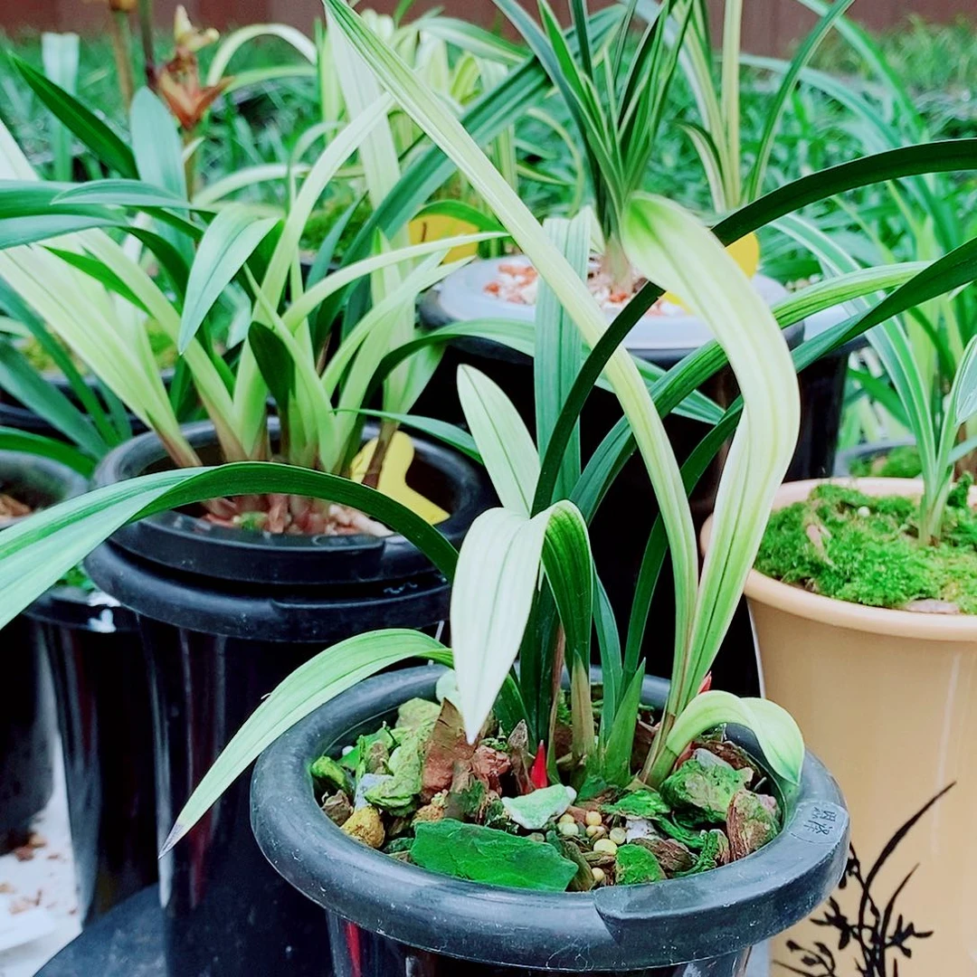 完全开放一物一拍