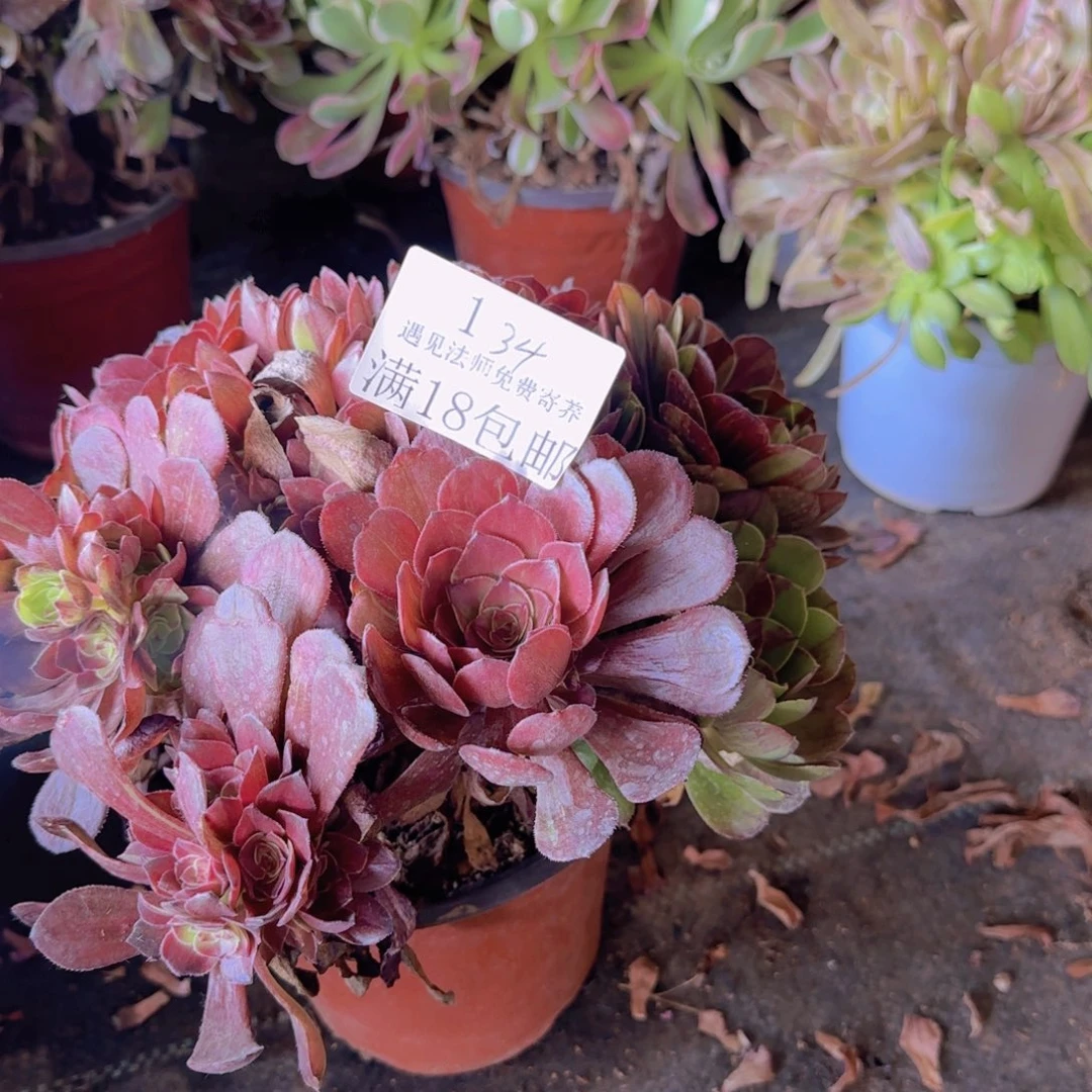 134号。 花月夜。      冠服 30