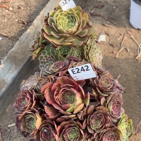 多肉植物花月夜花妖