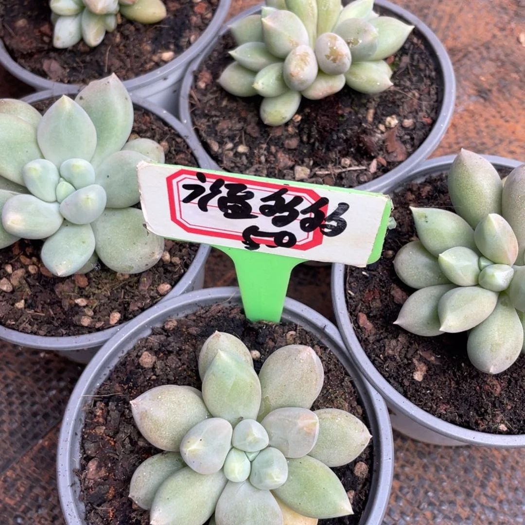 福***多姐姐我是第多的小可爱在一起