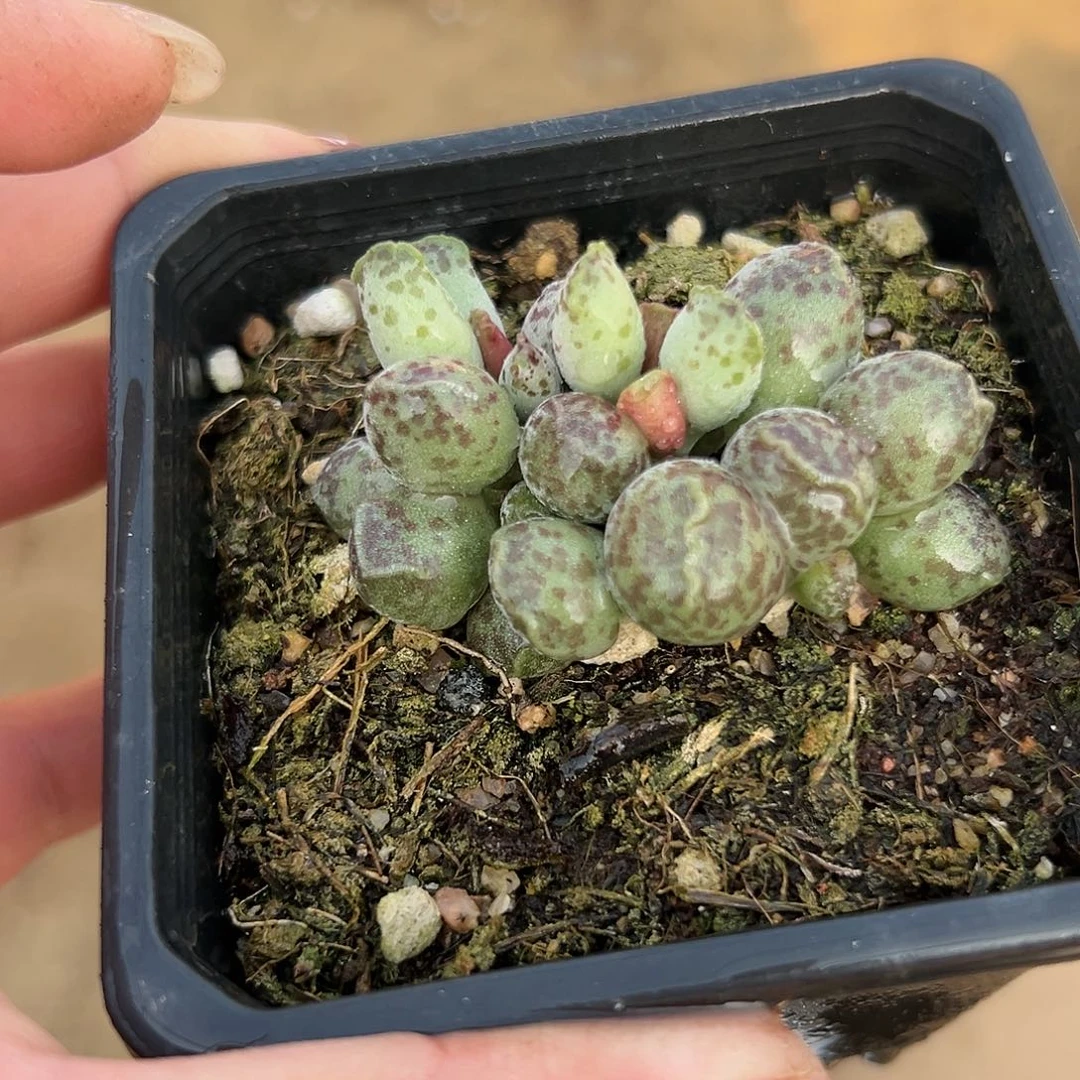 多肉植物丸叶海豹