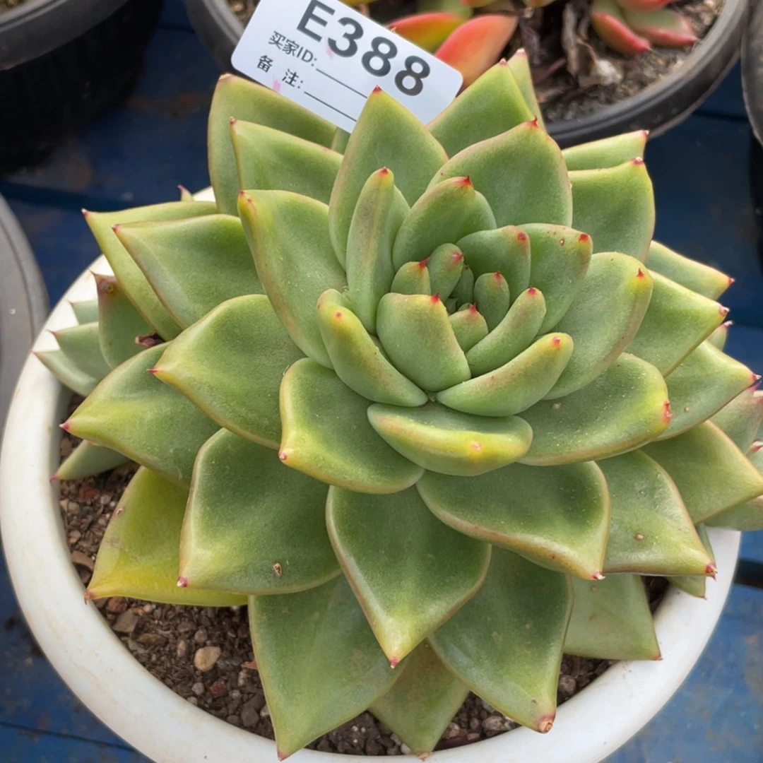 无花朵若如东云单拍E388