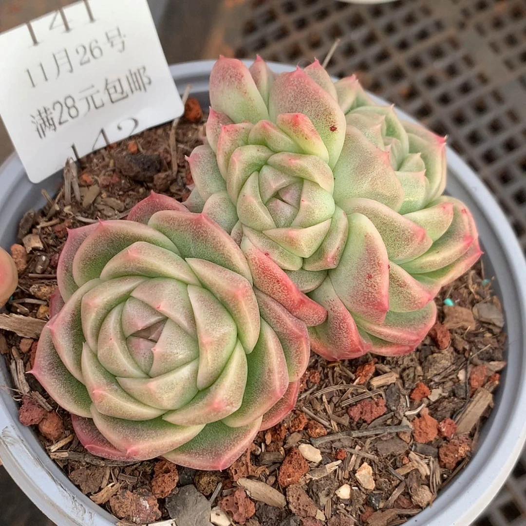 【闪购商品】云141号