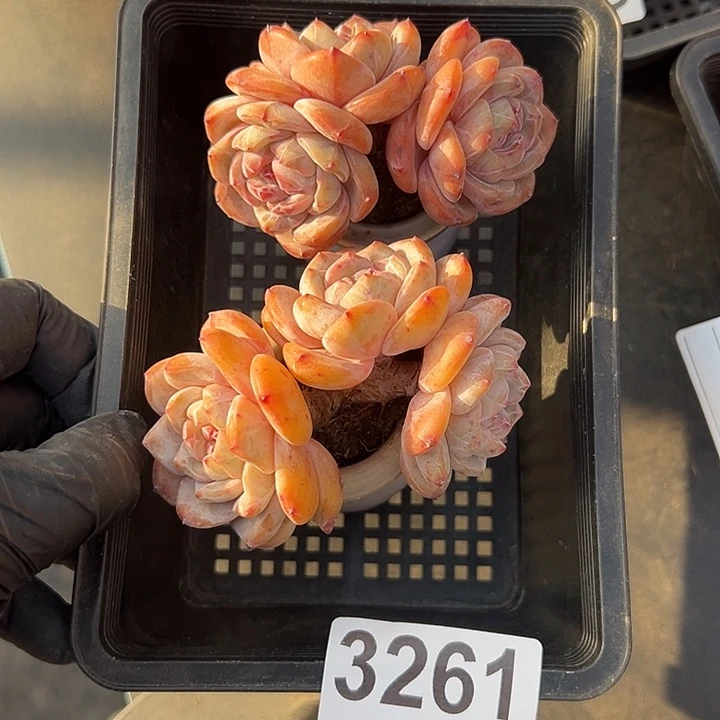 3261，俩个三头星影带盆发的