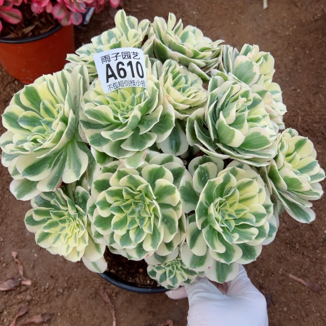 610迈巴赫尺寸23左右