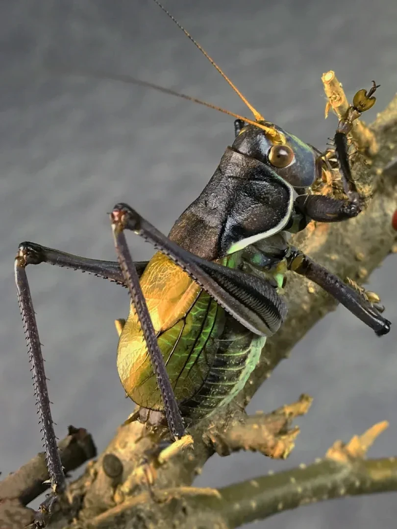 野生蝈蝈 包活 包叫