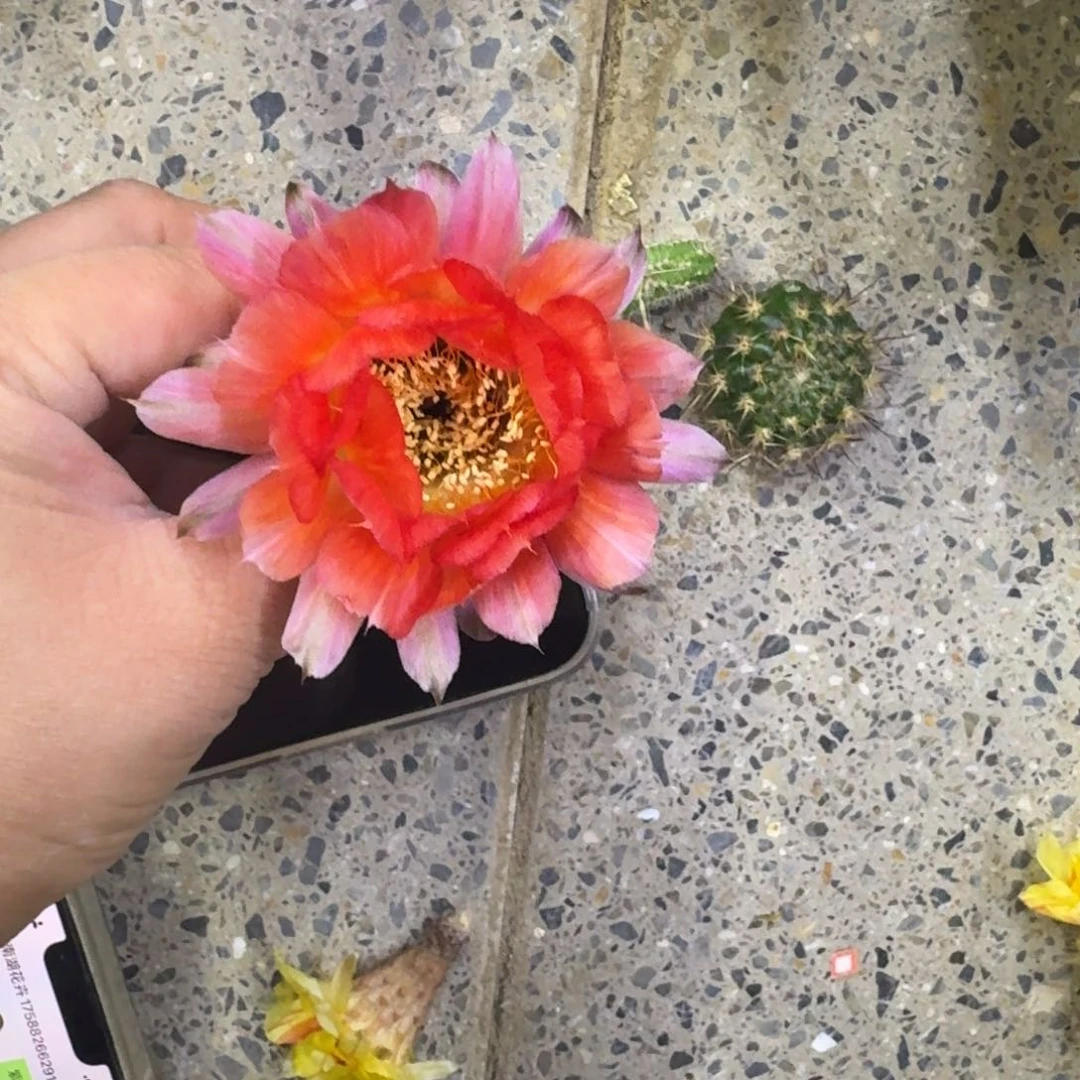 352丽花KY1537歪无根侧牙3公分左右，20包邮