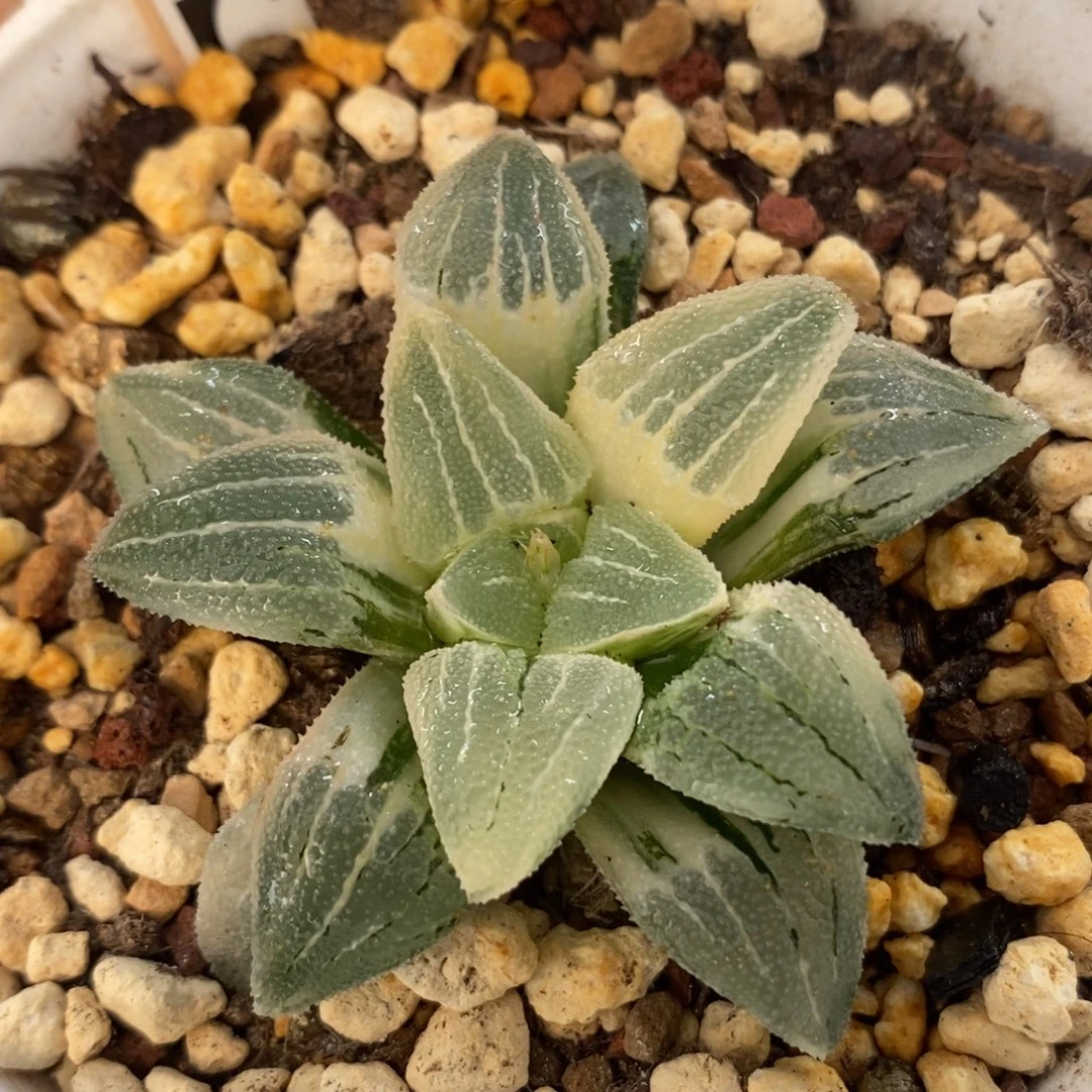 73实生糊斑寿锦一物一拍