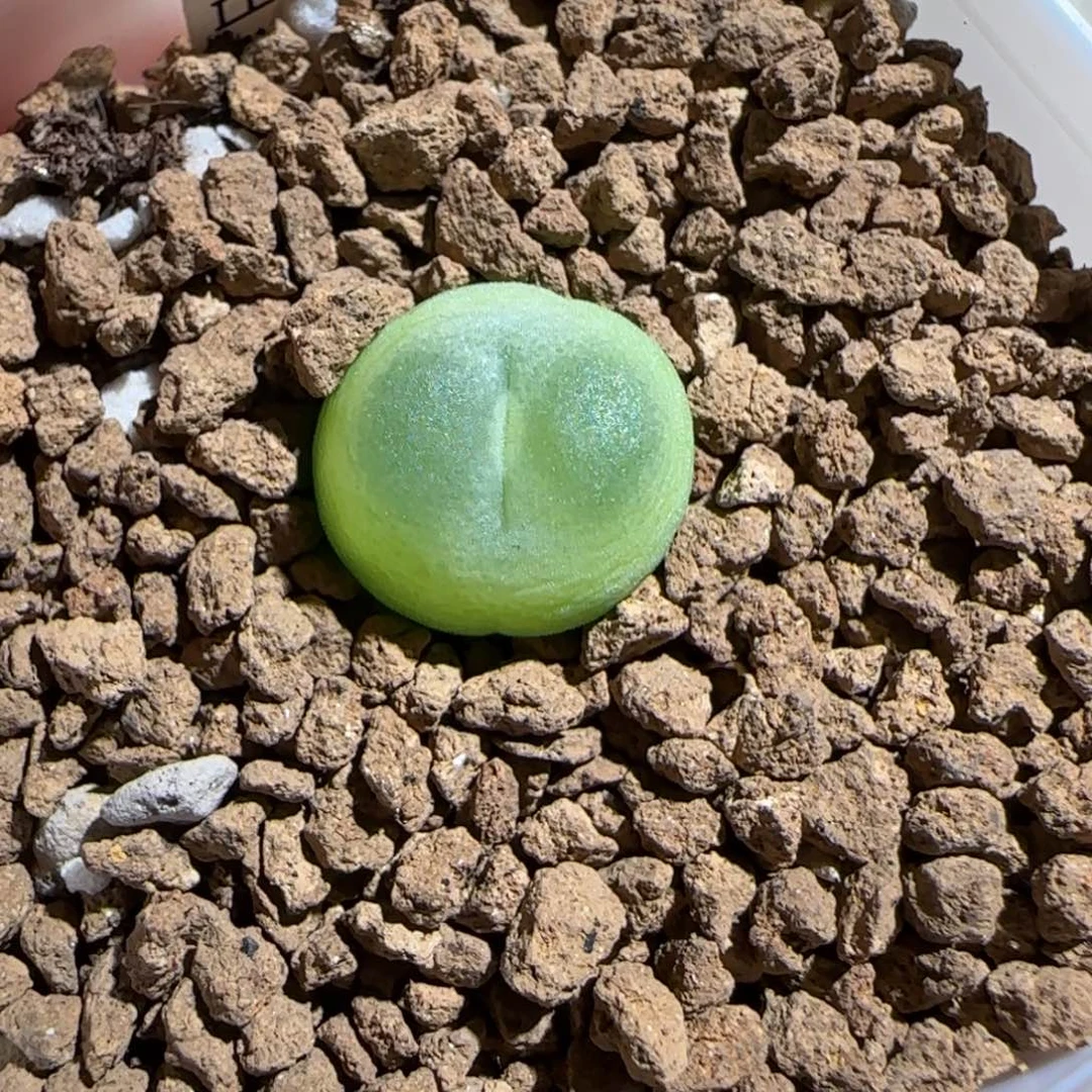 肉锥多肉植物组合-日式拉登1195