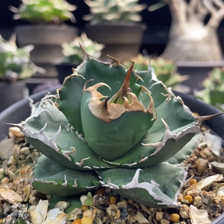 【闪购商品】立可白 灯养