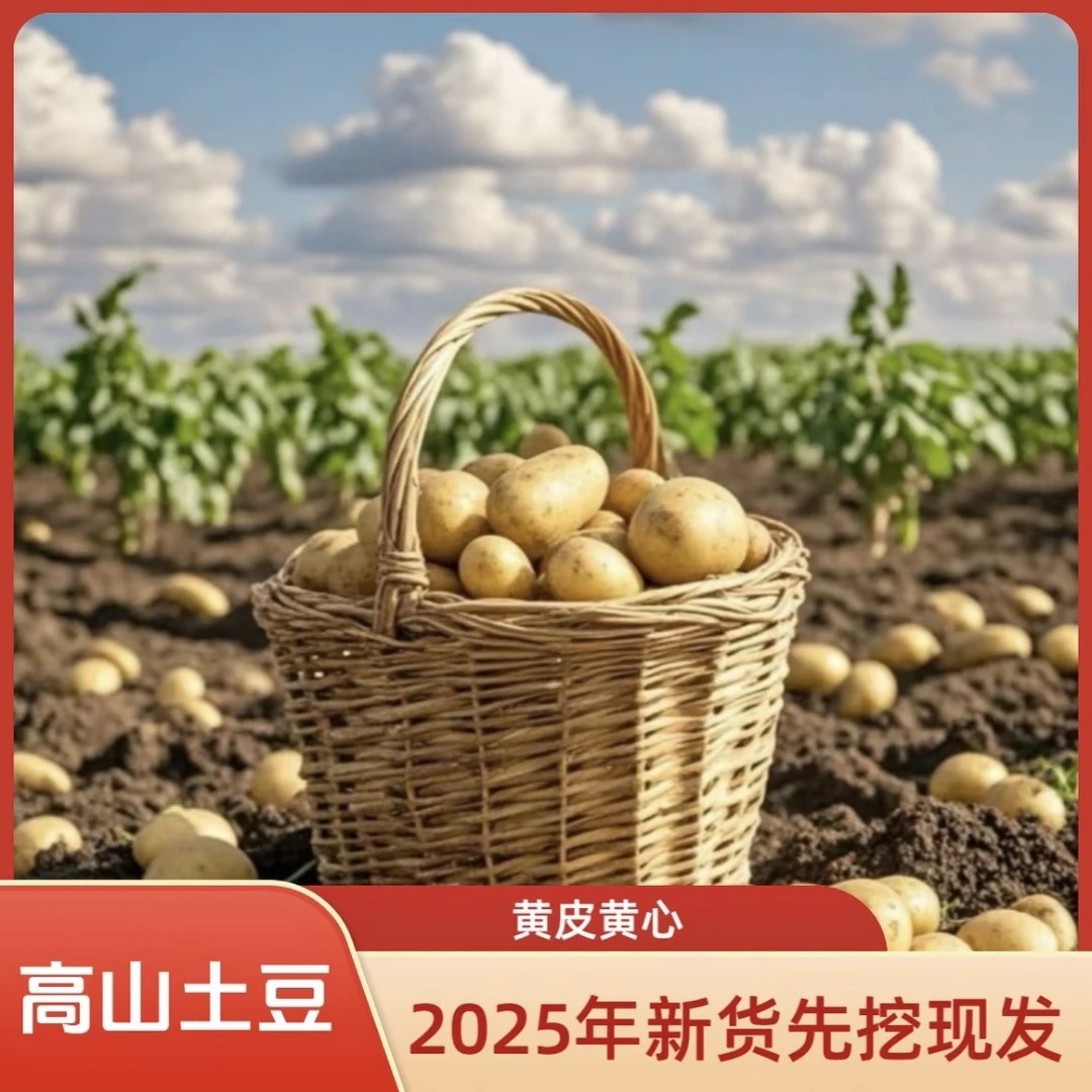 甘肃高山种植新鲜黄皮黄心土豆沙糯粉面现挖现发