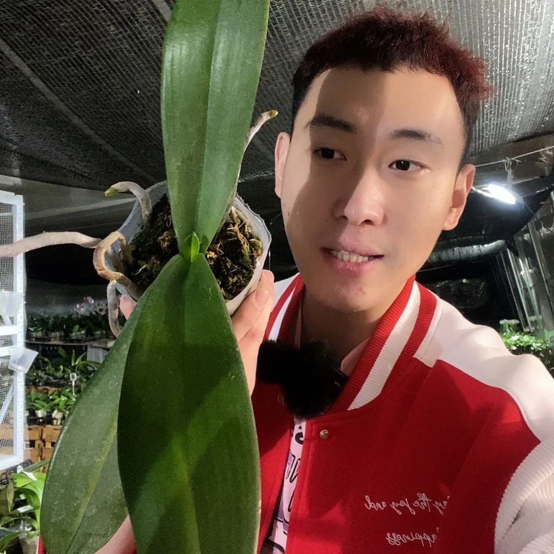 无花朵皇袍带花剑