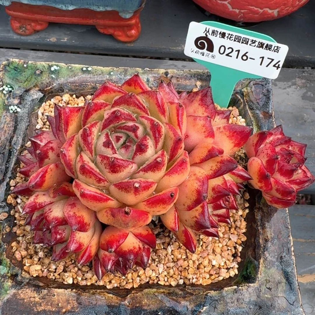 从前慢多肉精选编号0216.174