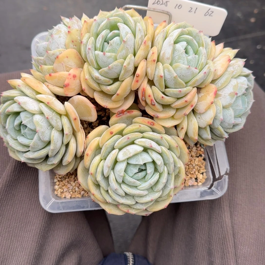 一物一拍劳林胸花朵朵缀62