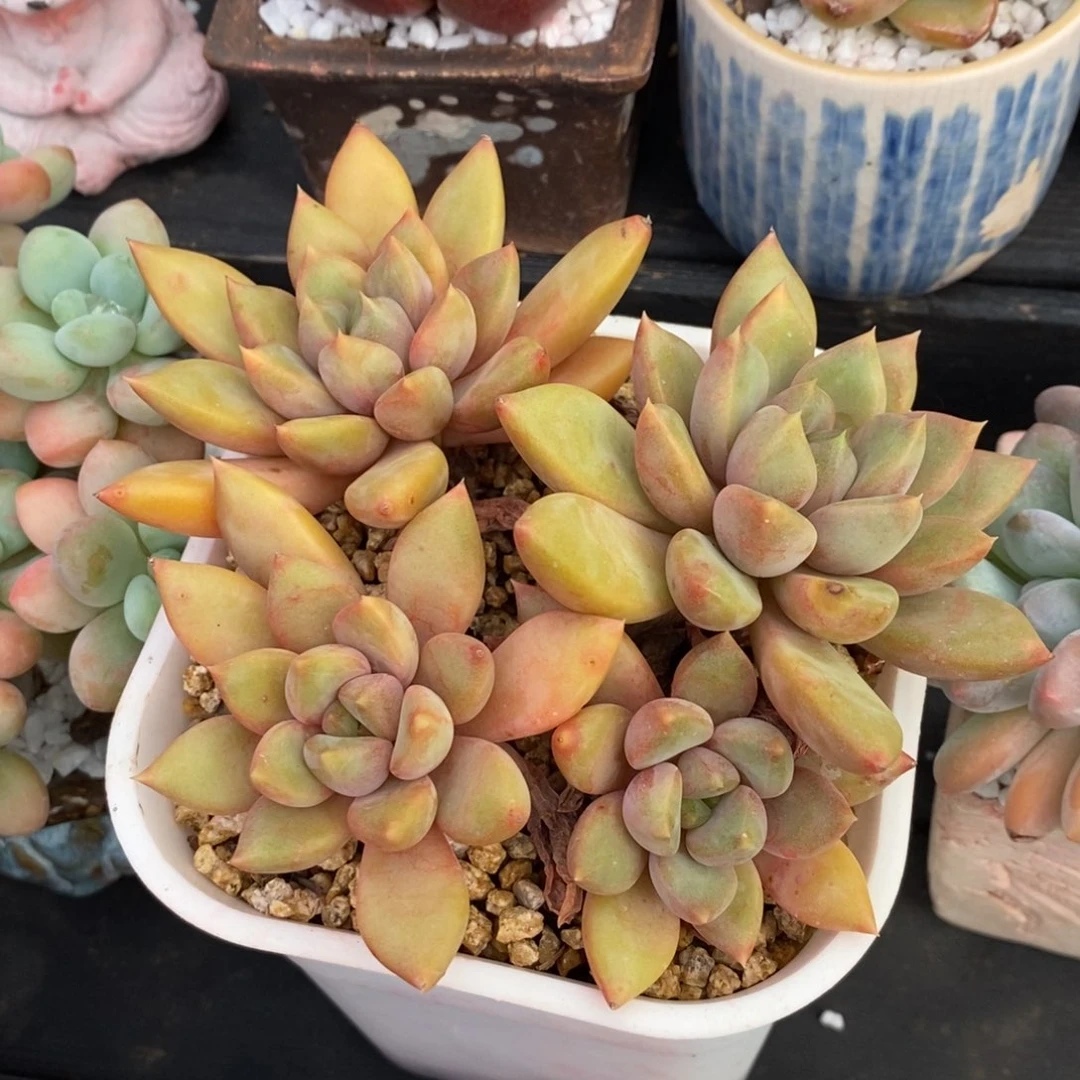 红象牙多肉植物盆栽