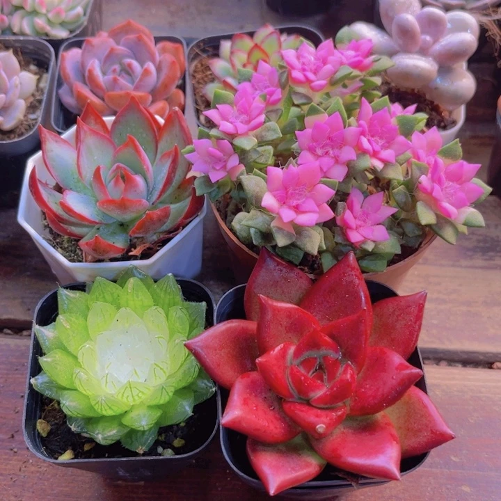 吹雪 罗卡 宝莲灯 惊鸿