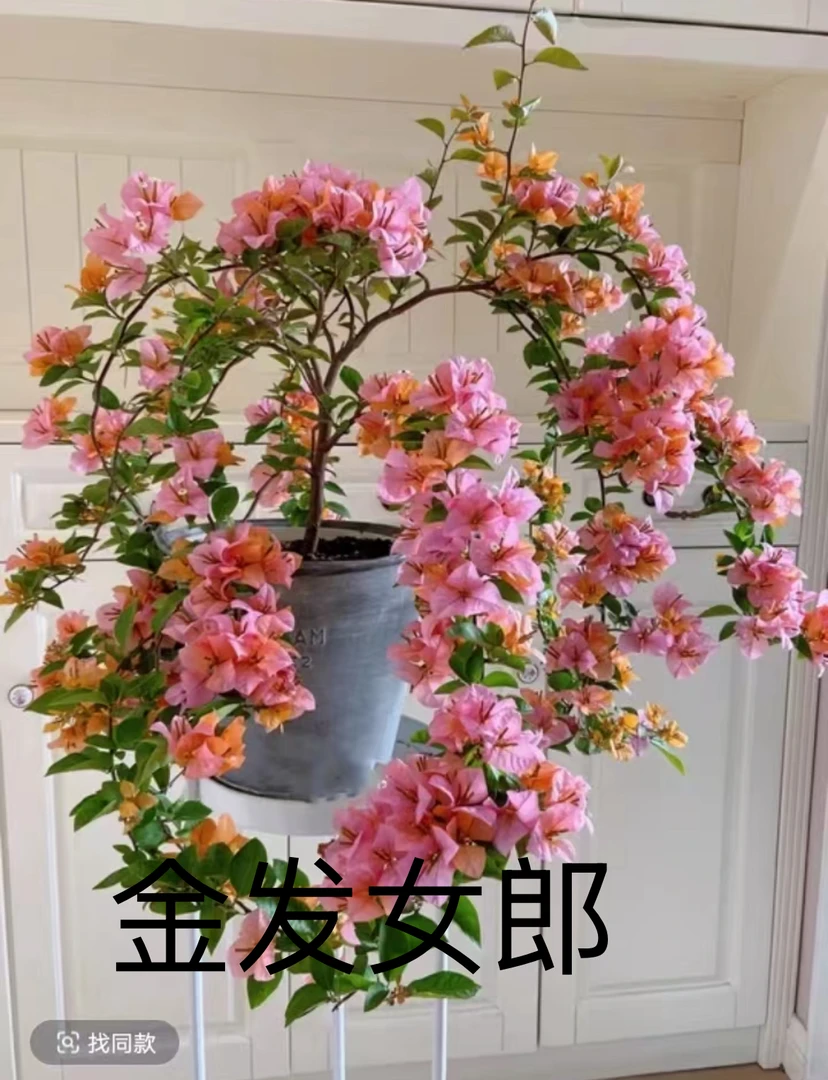 三角梅好养四季开一物一拍