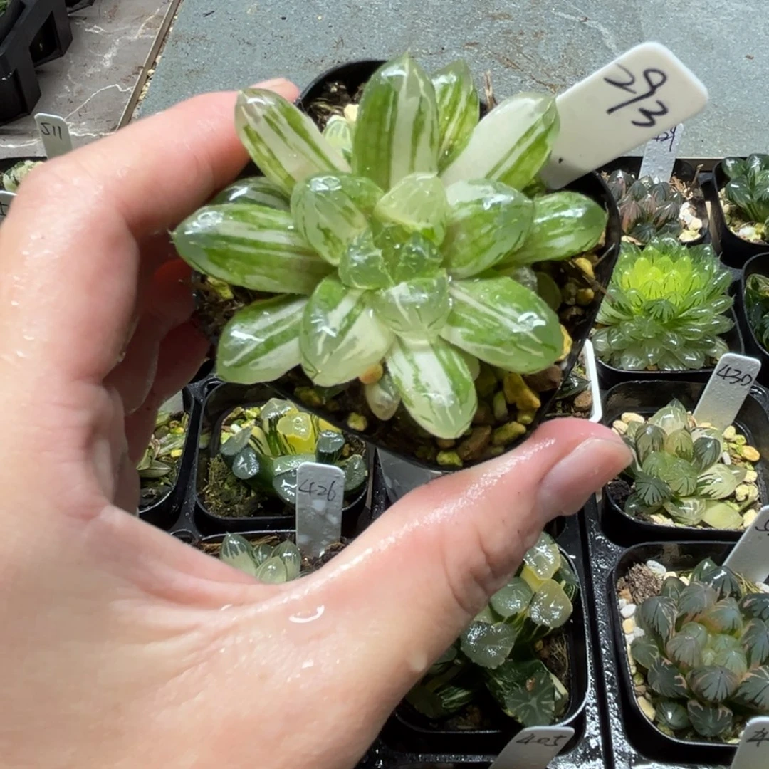 293玛琳玉露锦一物一拍