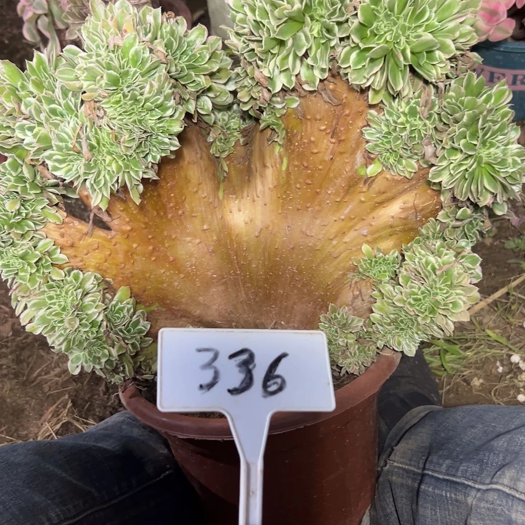 多肉植物白风缀花336