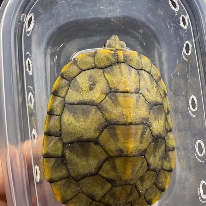 巴西彩龟母666666666