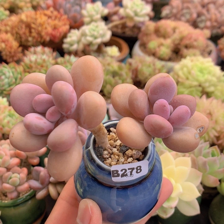 一物一拍含盆土满38包邮B278