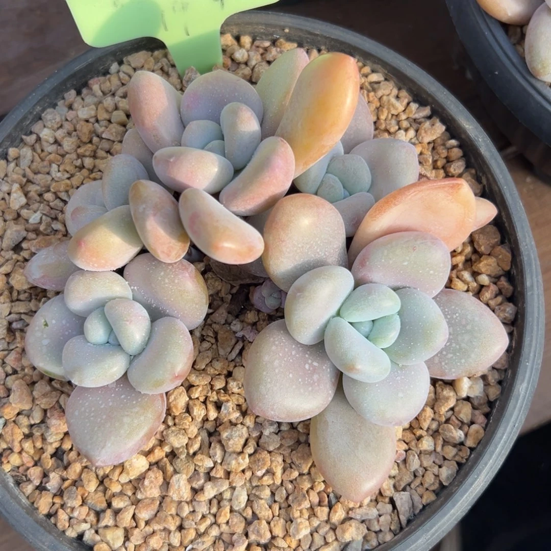 特价拉拉奶11111111111111