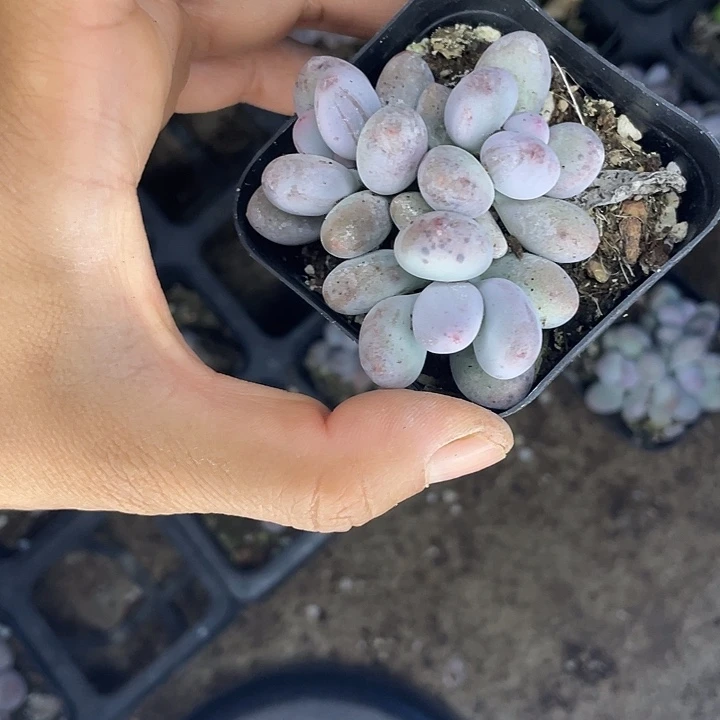 彩虹奶群随机发满18包邮