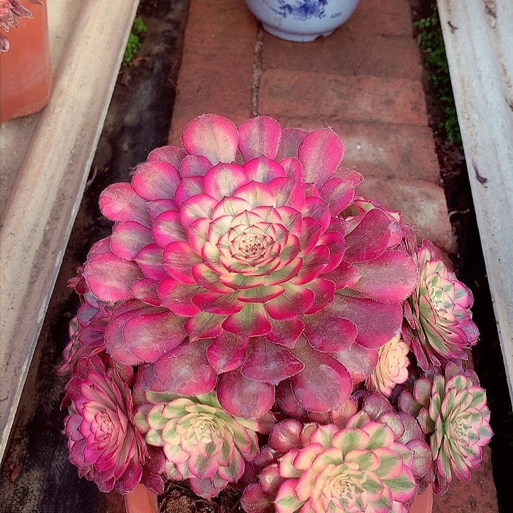 月蝉捧花，多肉植物