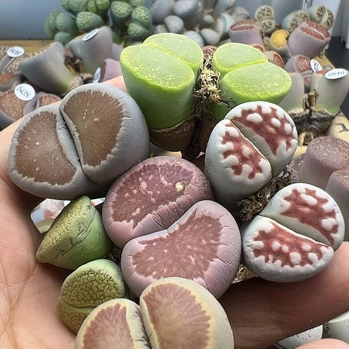 4393 有伤长腿清货不售后
