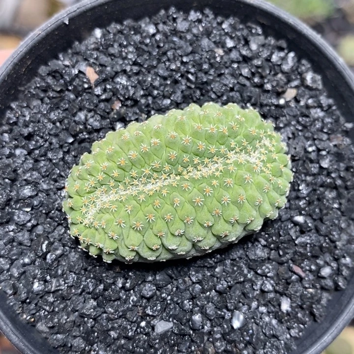 实生菊水缀化170号4.1cm