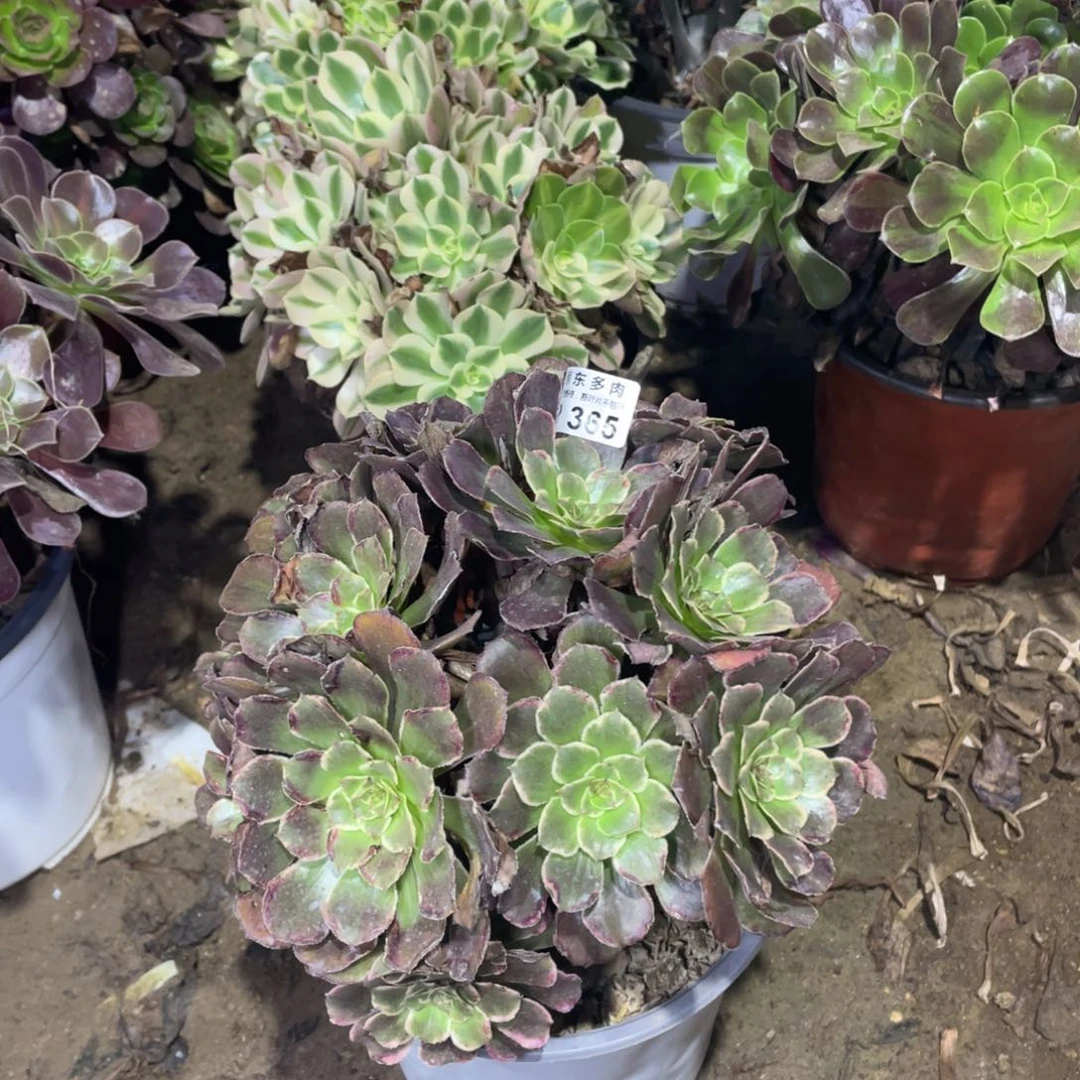 365水墨多肉法师断枝不包