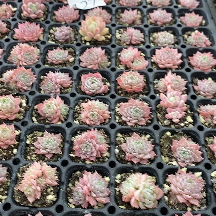 127 多肉植物盆栽花卉