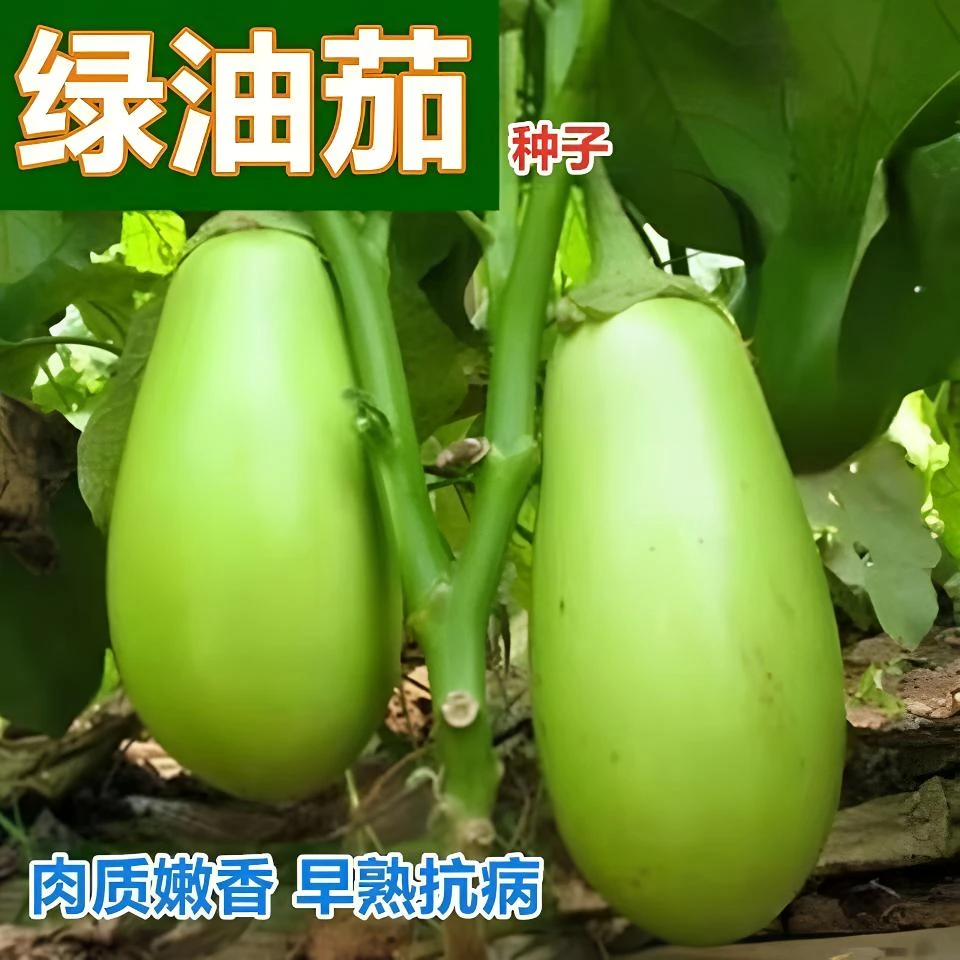 绿油茄种子青茄子绿皮耐寒四季蔬菜种茄子种籽高产四季蔬菜种子