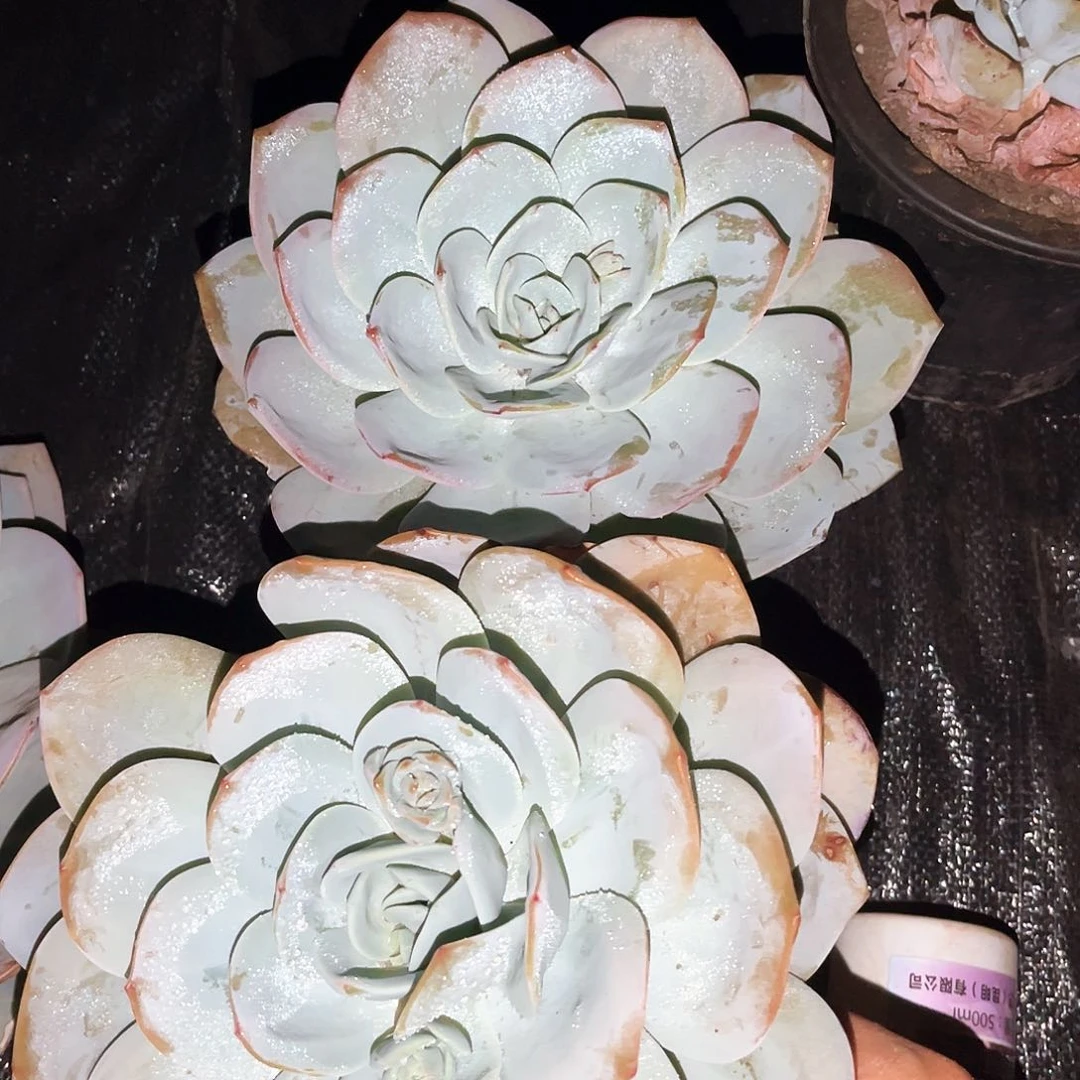 奶茶2颗9.99国多肉植物