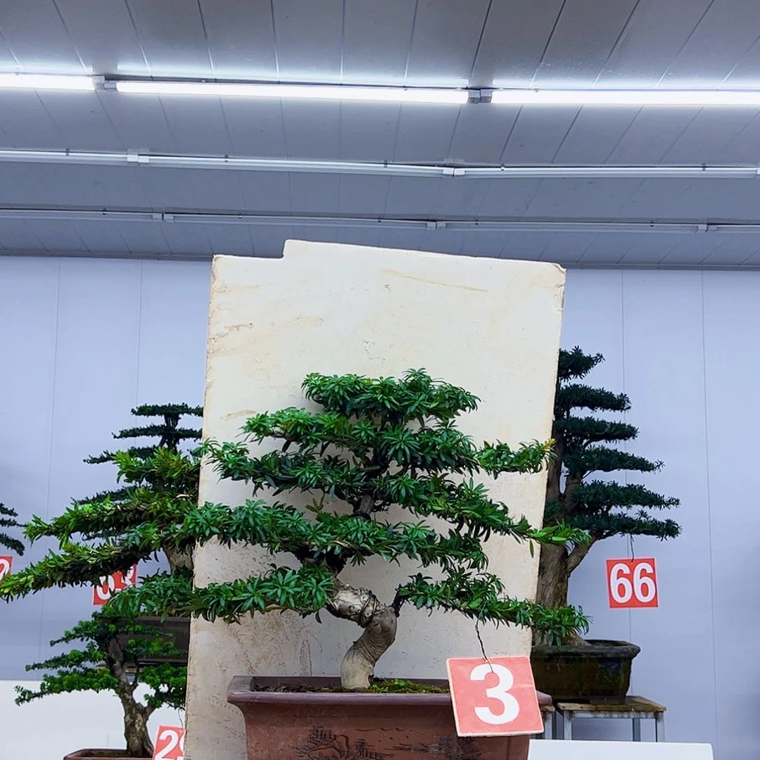 无花朵罗汉松盆景艺术作品